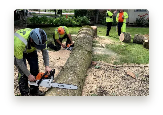 Arborist cutting up the trunk of a downed tree with STHL chainsaws
