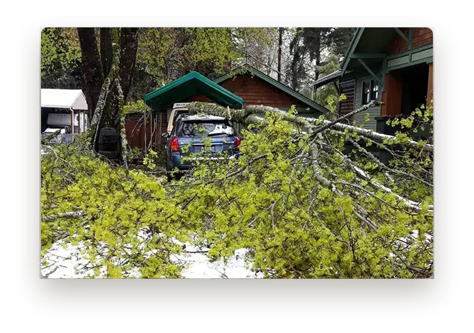 hazardous maple tree failed and landed on clients car and structures in Portland, Oregon