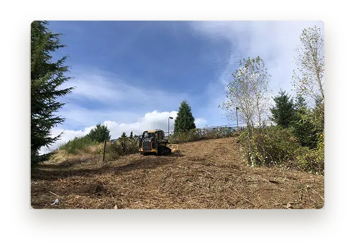 Land clearing for a clients backyard getting rid of invasive plants like blackberry