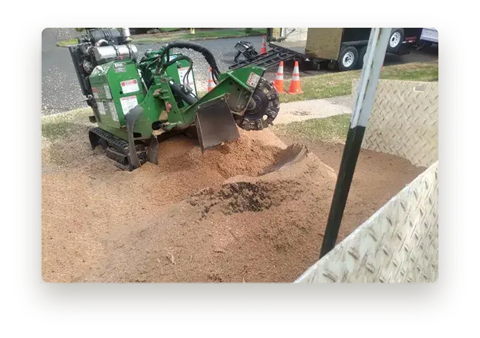 Our industrial stump grinder turning a large stump into sawdust